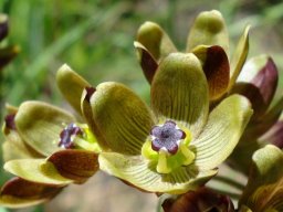 Schizoglossum hamatum outer corona legs